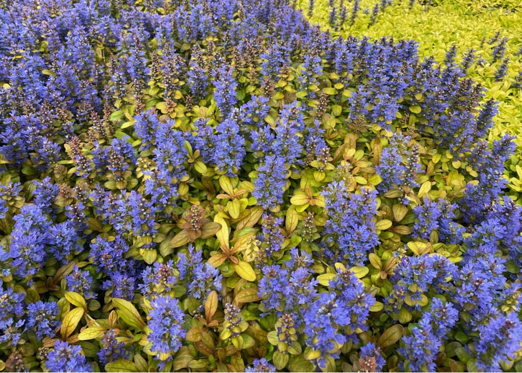 Ajuga reptans 'Petite Parakeet'