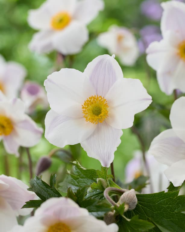 Anemone 'Dancing Swan'