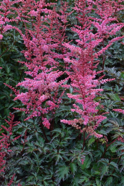 Astilbe simplicifolia 'Key West'