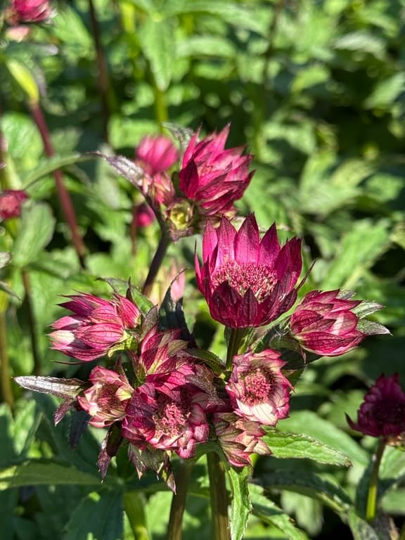 Astrantia major 'Magical Red'