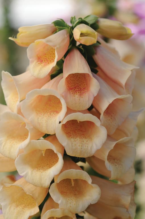 Digitalis purpurea 'Dalmatian Peach'