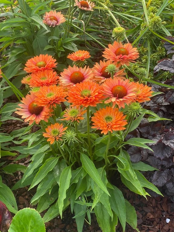 Echinacea 'SunSeekers Pumpkin Pie'