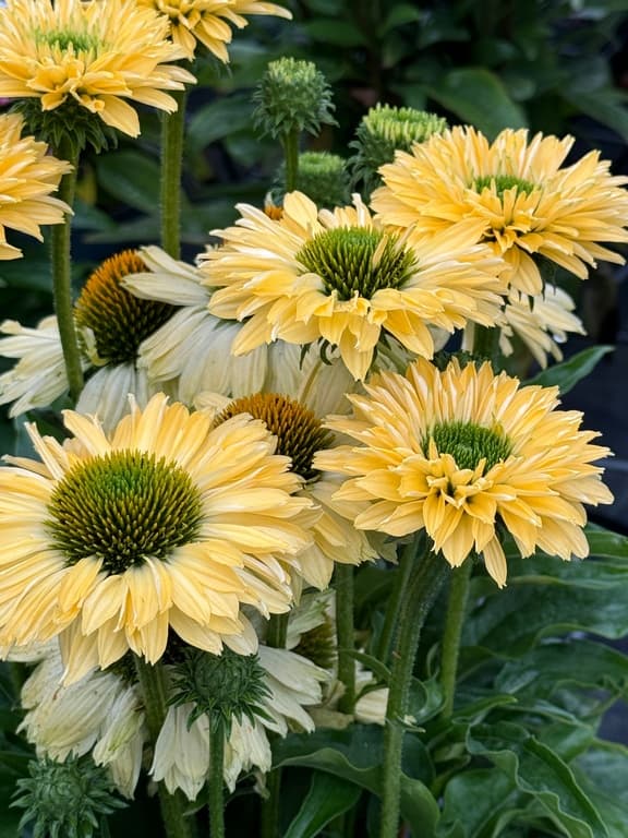 Echinacea 'SunSeekers Limoncello'