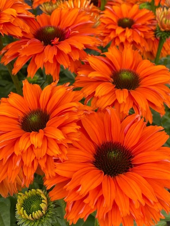 Echinacea 'SunSeekers Mineola' (PBR)