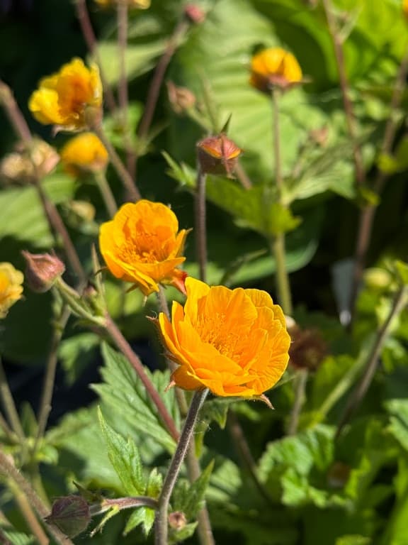 Geum 'Abendsonne'