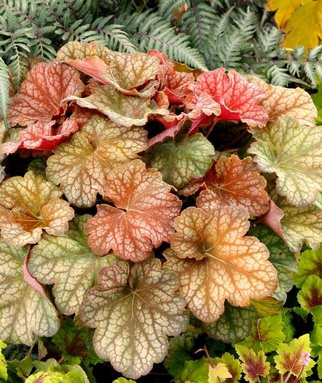 Heuchera 'Changeling'