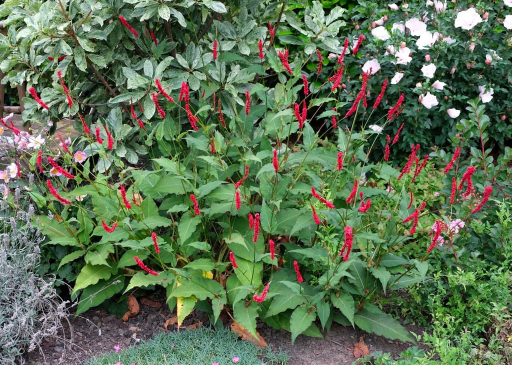 Bistorta amplexicaulis 'Bloody Mary' ( PBR)