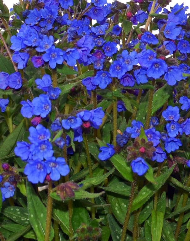 Pulmonaria longifolia 'Nova Cobolt'