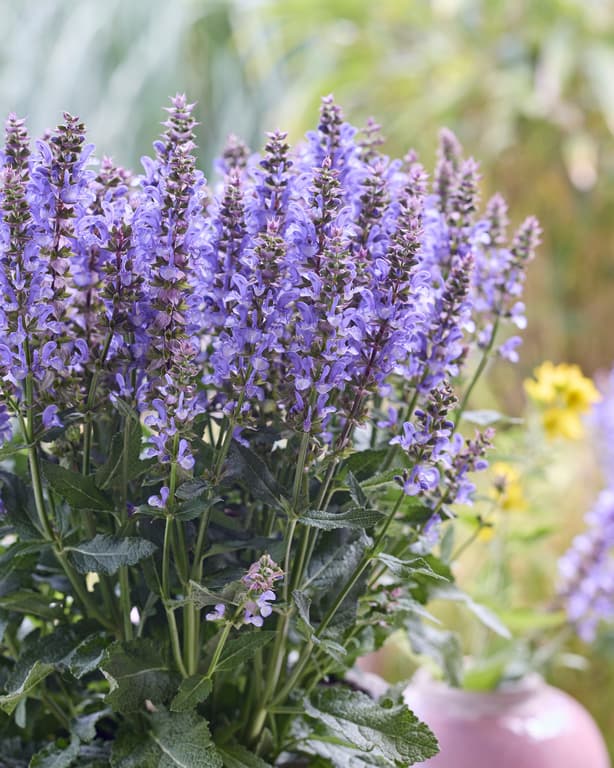 Salvia nemorosa 'Sensation Sky Blue Bicolour'