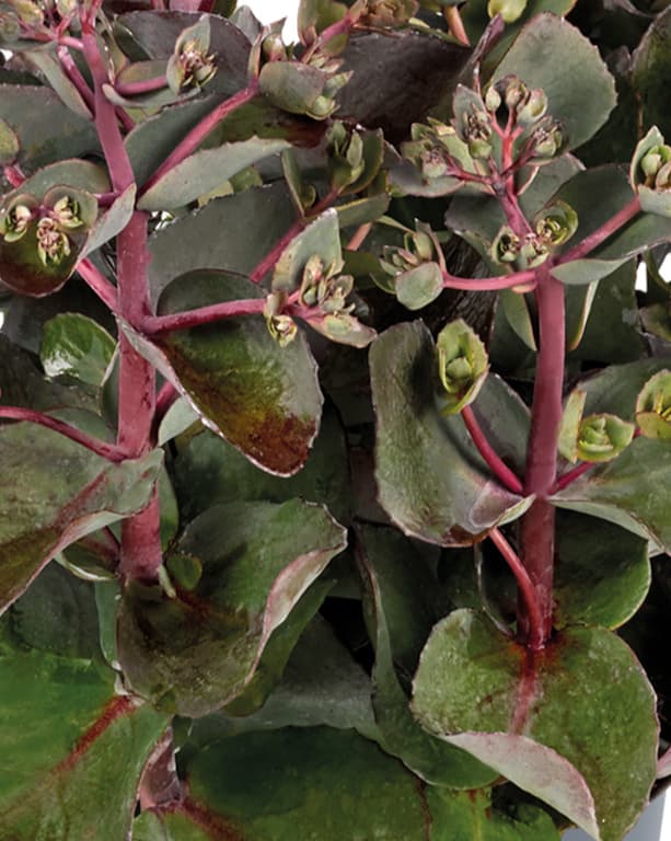 Hylotelephium 'Seduction Cherry Chocolate'