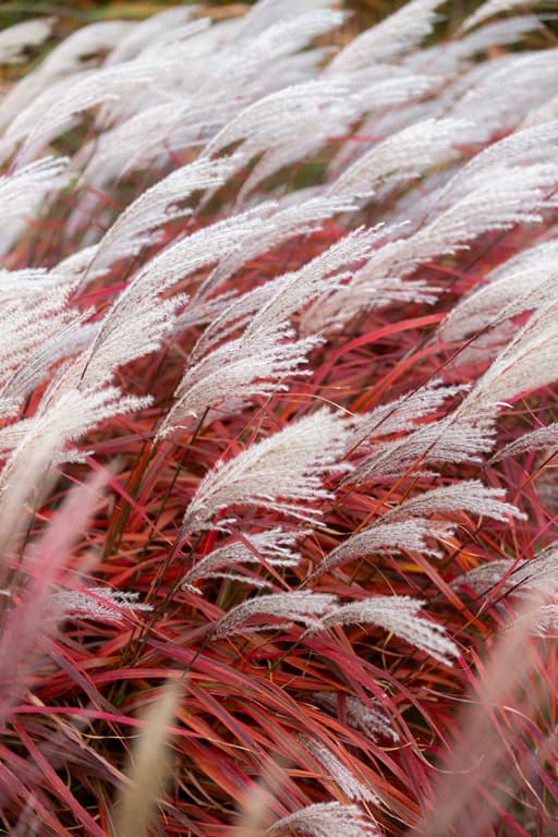 Miscanthus 'Lady in Red' 2 L (PBR)