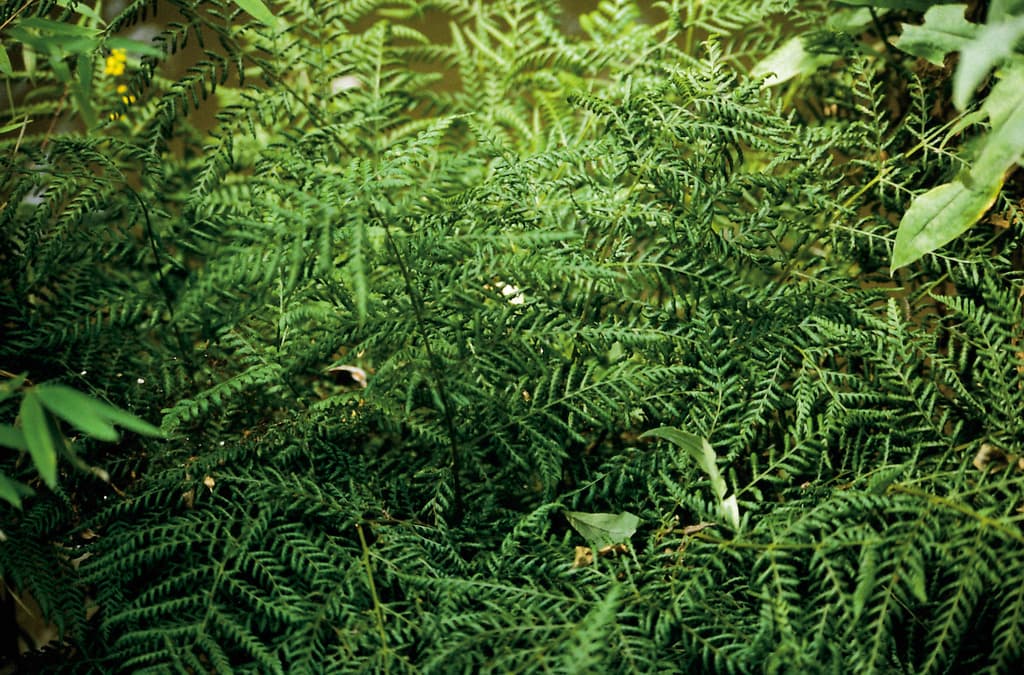 Dryopteris dilatata