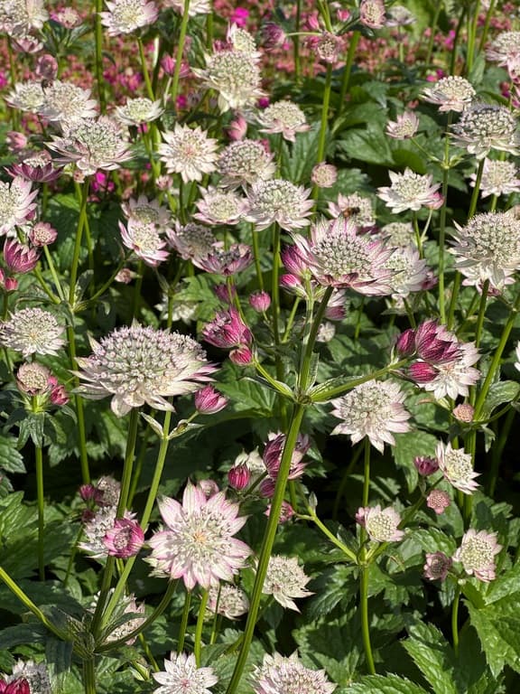 Astrantia major 'April Love'