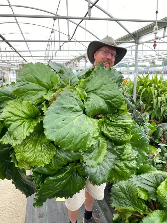 Bergenia 'Ripple Effect'