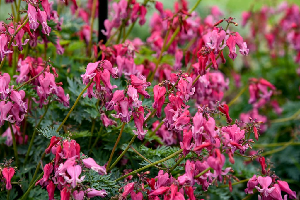 Dicentra formosa 'Passion Hearts'