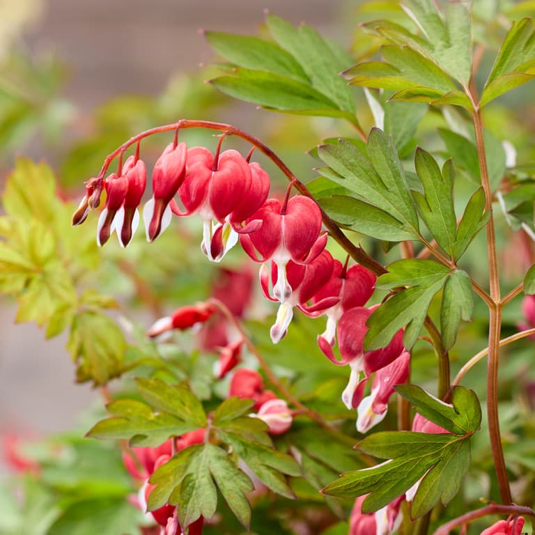 Lamprocapnos spectabilis 'Jolly Hearts Love'