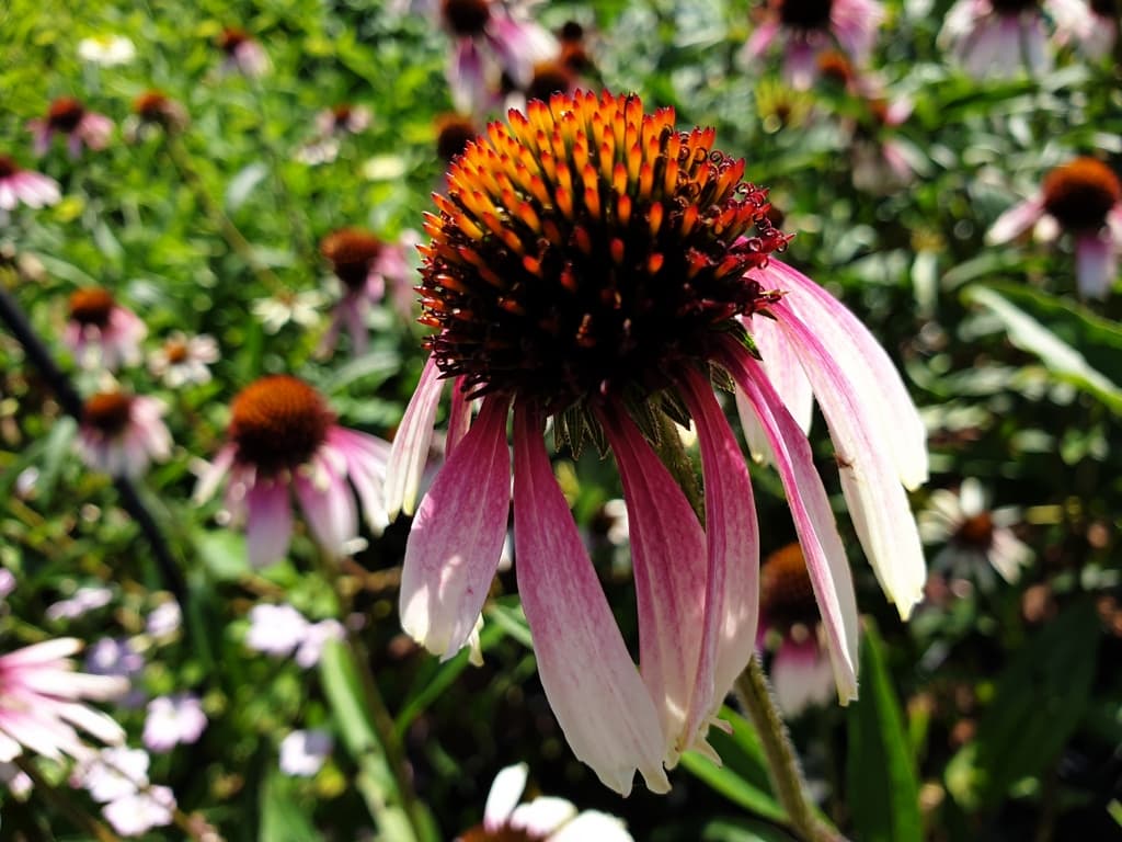 Echinacea 'Pretty Parasols' (PBR)