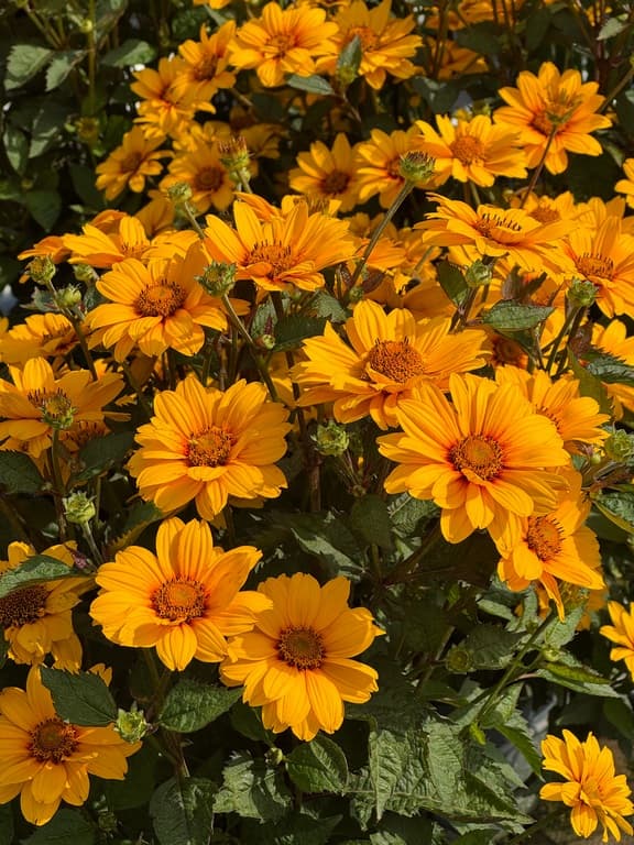 Heliopsis helianthoides 'Sunopsis Sunspot'