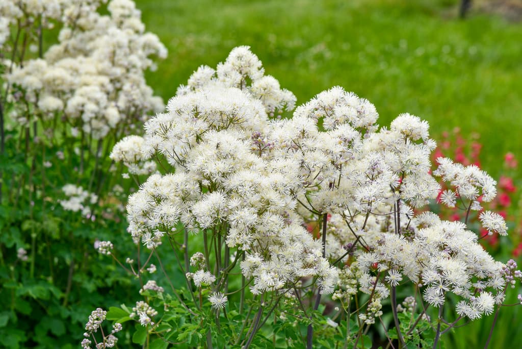 Thalictrum aquilegifolium 'Cotton Ball'