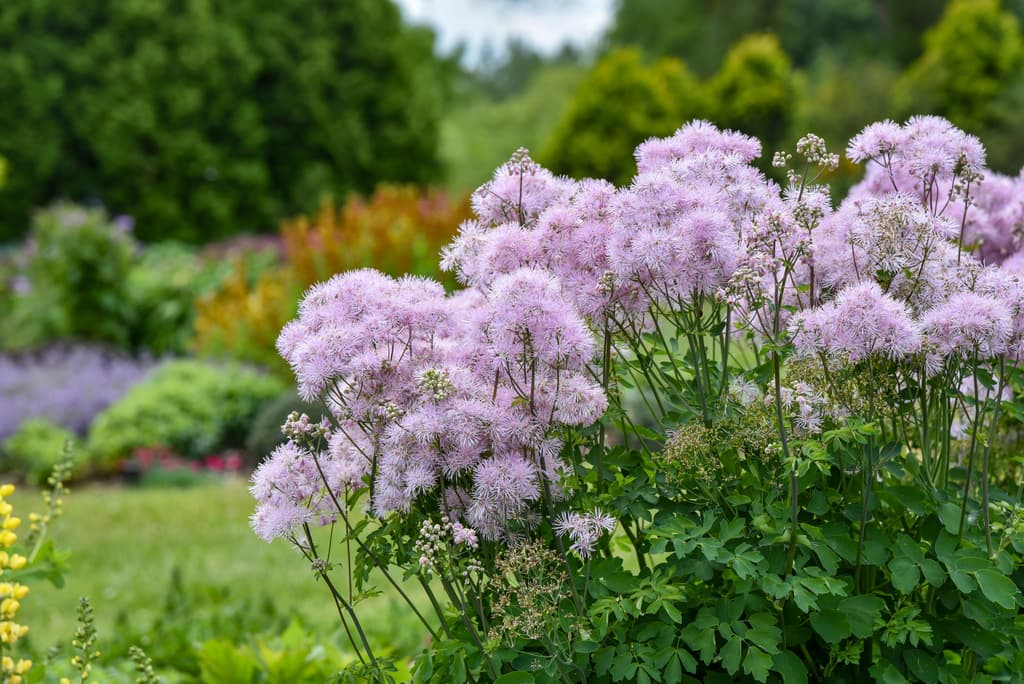 Thalictrum aquilegifolium 'Cotton Candy'