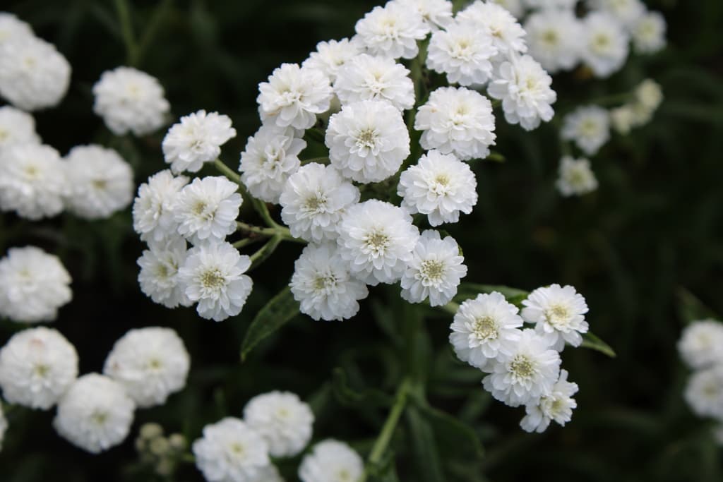 Achillea ptarmica var.multiplex 'Marsliden' GK ®