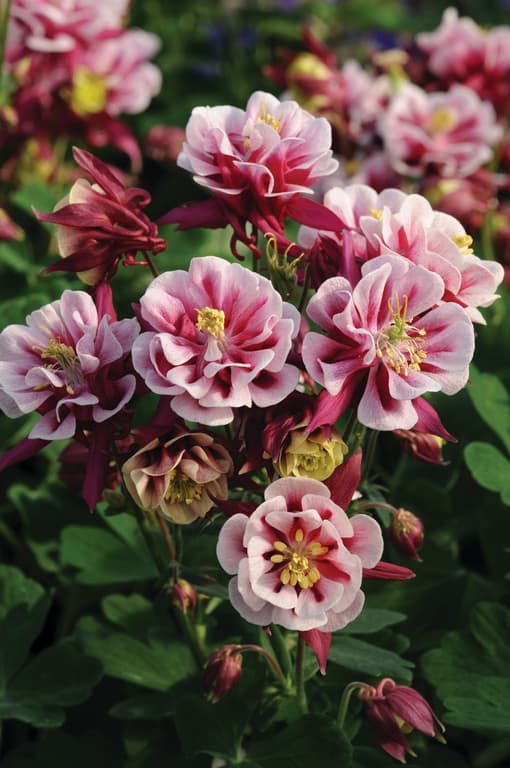 Aquilegia vulgaris 'Winky Double Red & White'