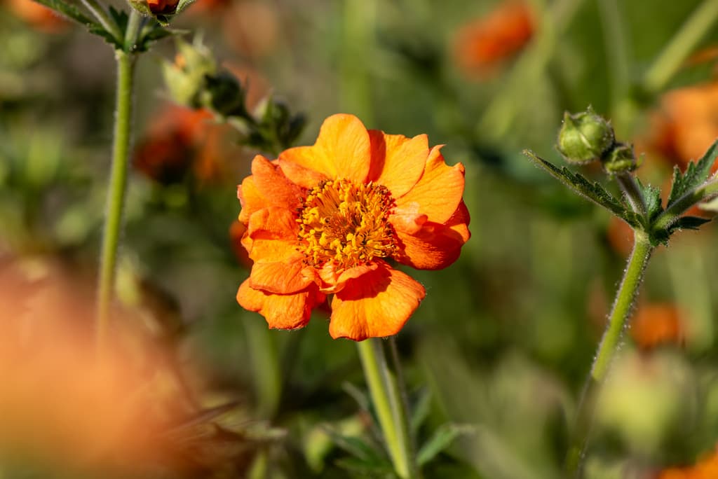Geum 'Prinses Juliana'
