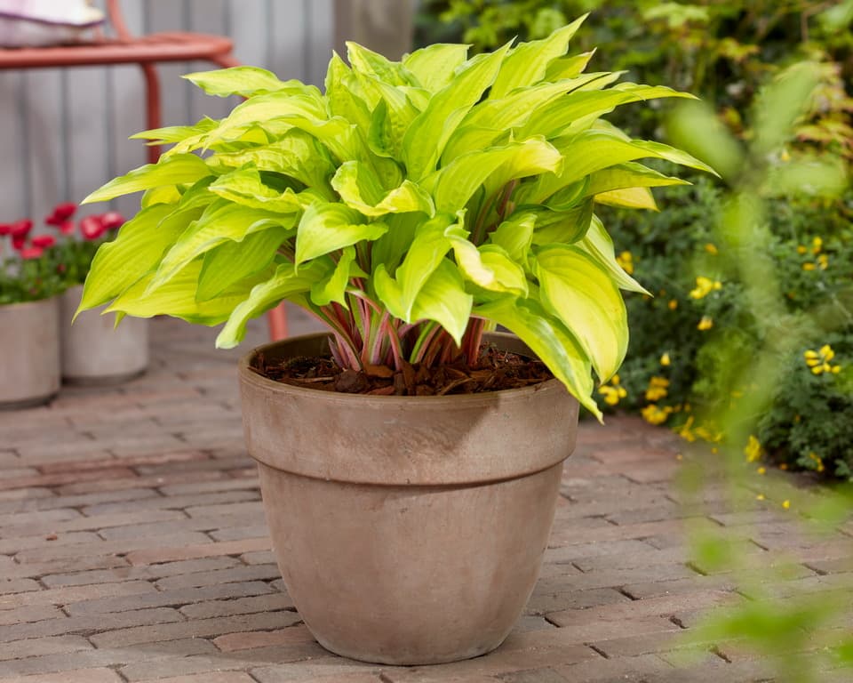 Hosta 'Lipstick Kiss'