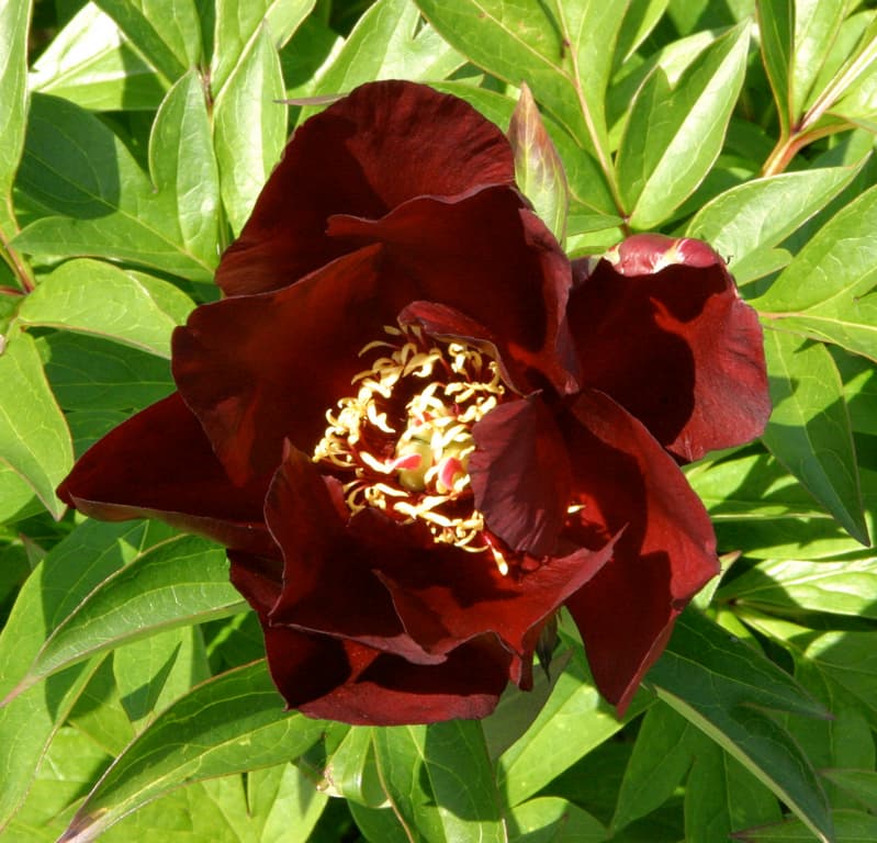Paeonia 'Red Double Seedling'