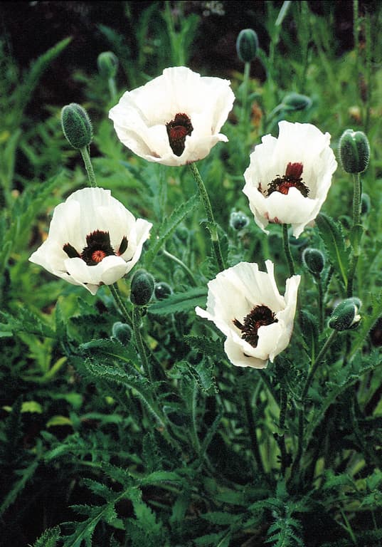 Papaver orientale 'Royal Wedding'