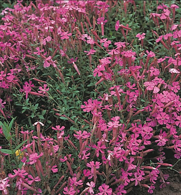 Silene schafta