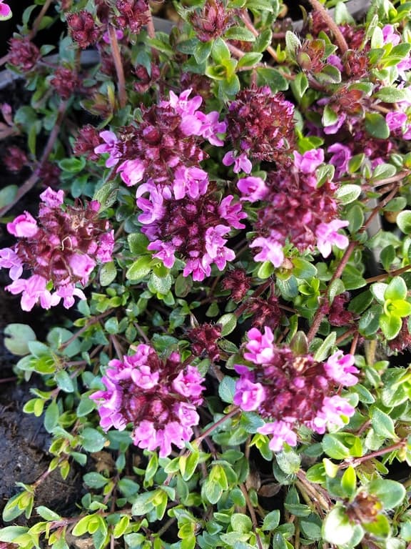 Thymus serpyllum 'Red Carpet'