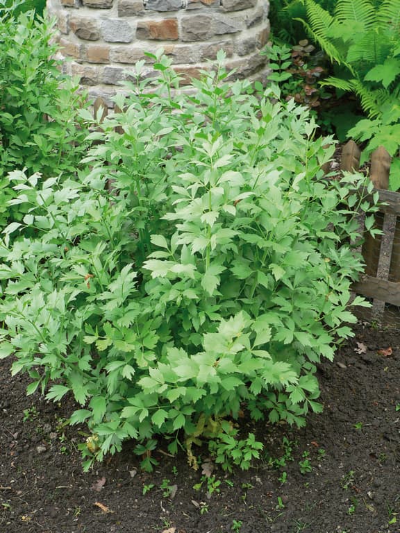Levisticum officinale