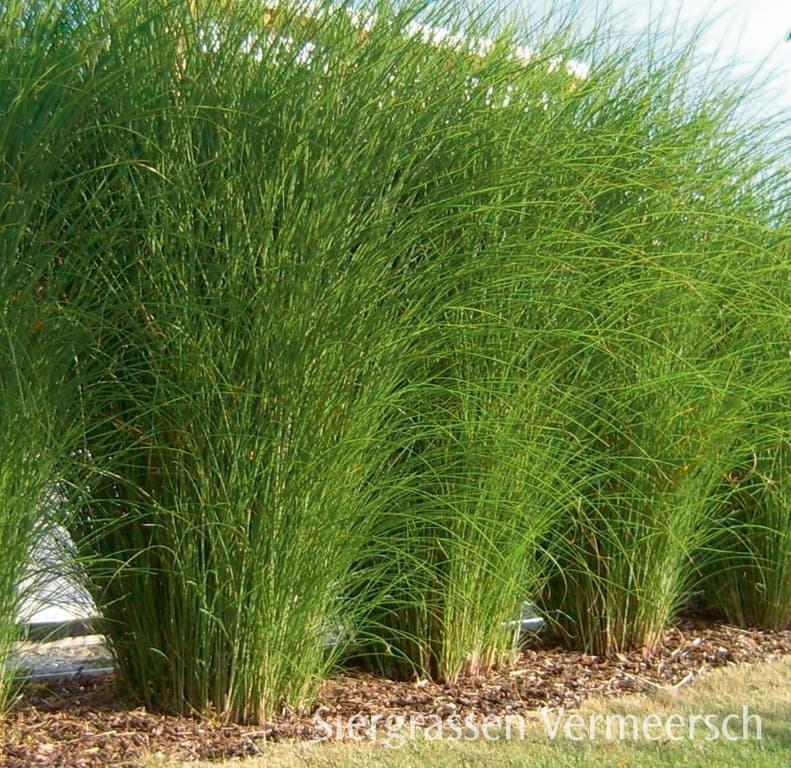 Miscanthus 'Gracillimus' 2 L