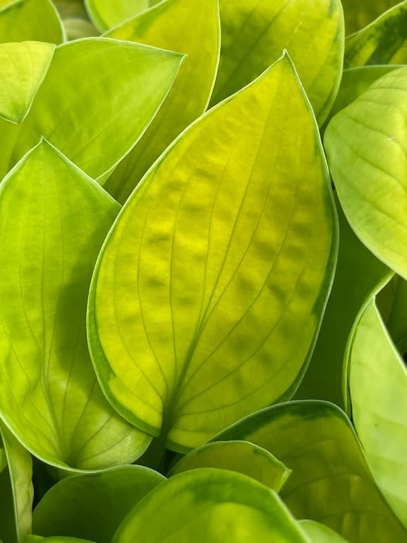Hosta 'Rainforest Sunrise'