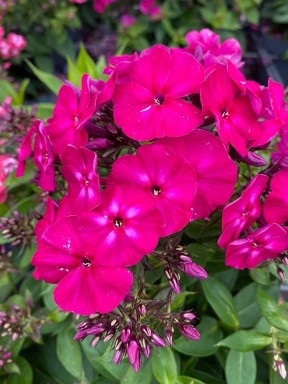 Phlox paniculata 'Famous Magenta' (PBR)