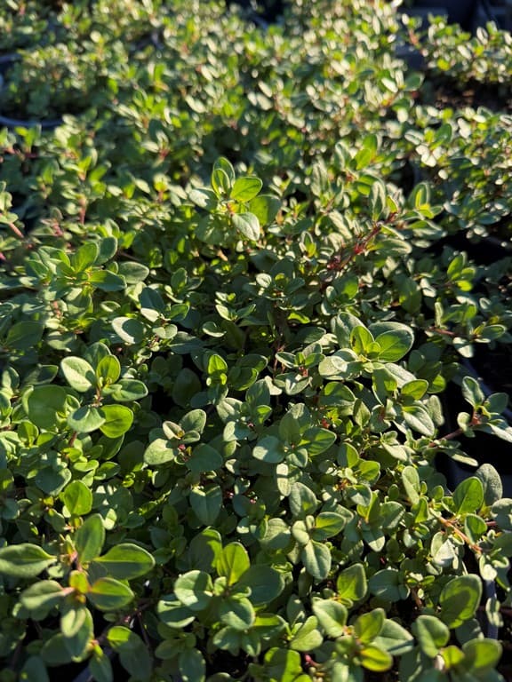 Thymus serpyllum