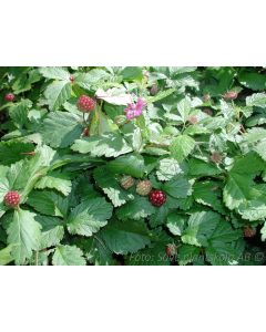 Rubus stellarticus  ´Valentina´